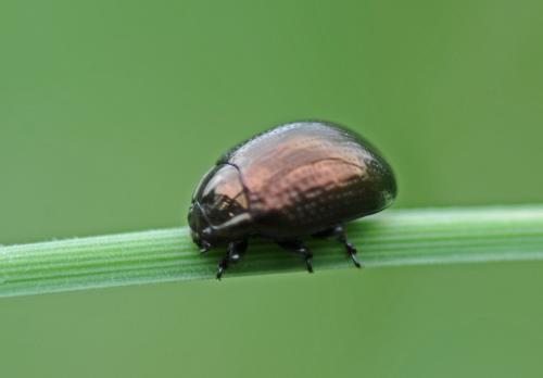 Chrysolina oricalcia